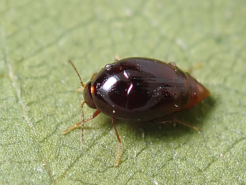 Scaphidiidae?? S, Scaphisoma o Caryoscapha sp.